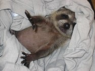 Raccoons