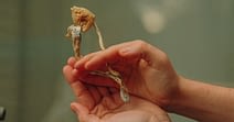 shrooms for sale